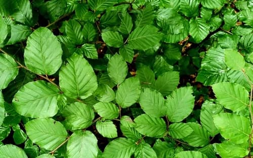 Pflanzenhandel Thelen: Ihre Quelle für hochwertige Heckenpflanzen