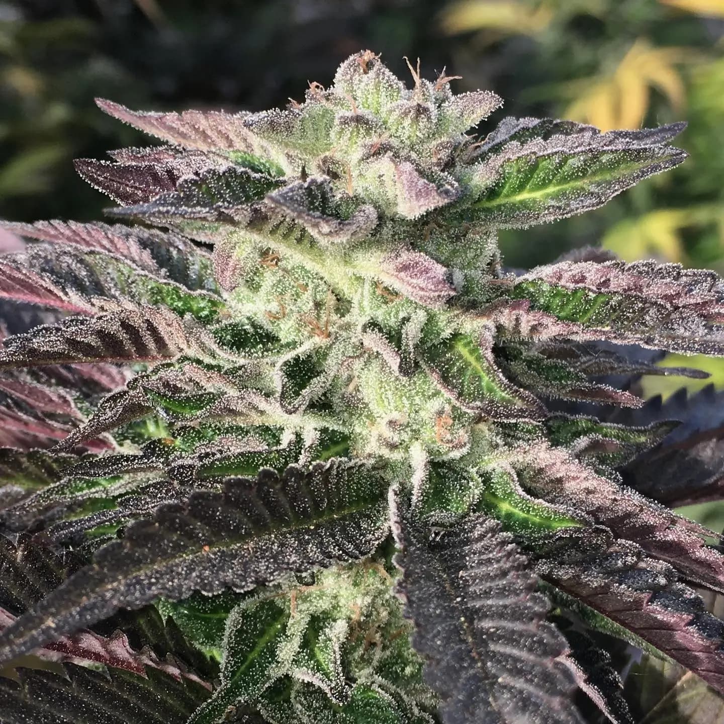 Entdecke die Magie von Crazy Roses Fast Version: Einzigartige Genetik mit bis zu 30 % THC