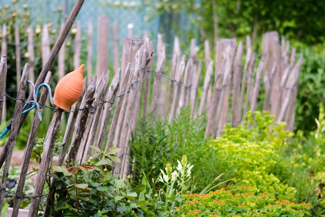 Der Garten-Blog Dschungel: Entdecke die wilden Seiten der Naturgestaltung