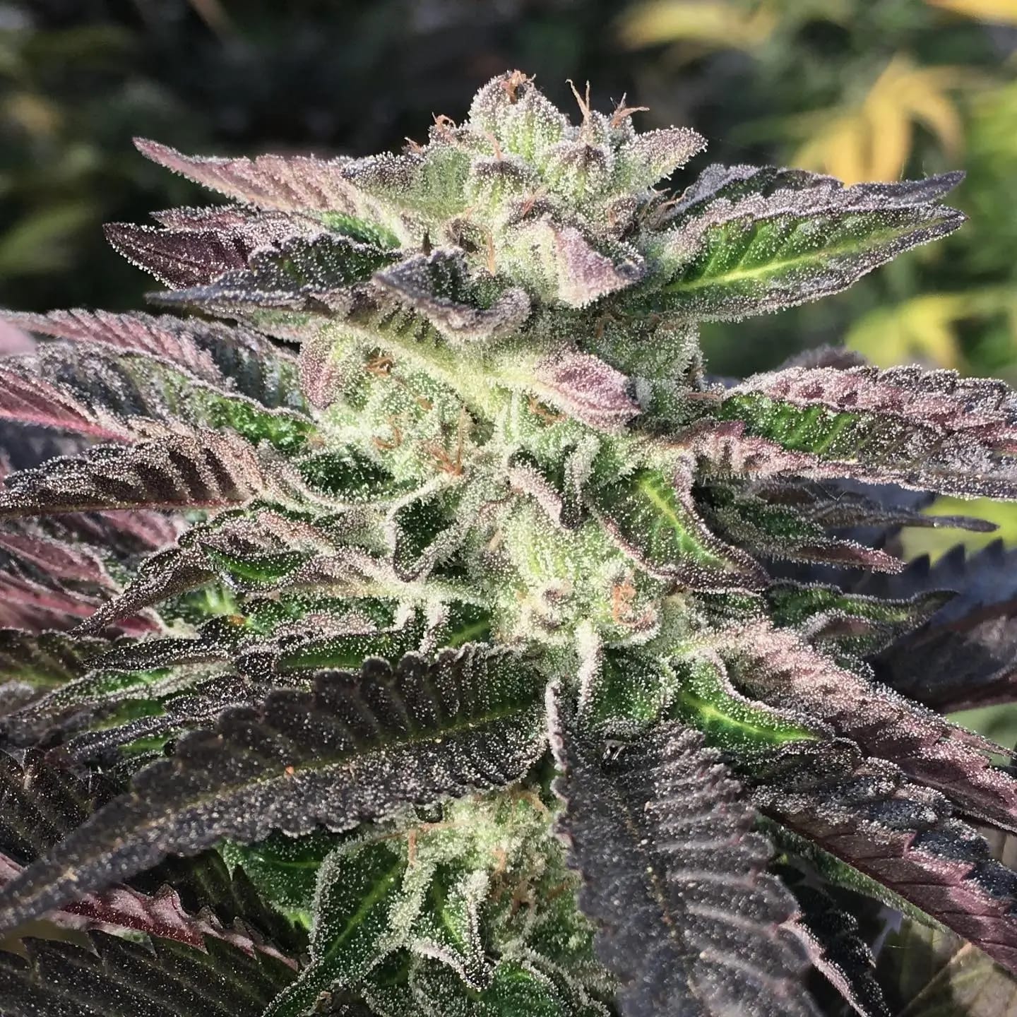 Entdecke die Magie von Crazy Roses Fast Version: Einzigartige Genetik mit bis zu 30 % THC