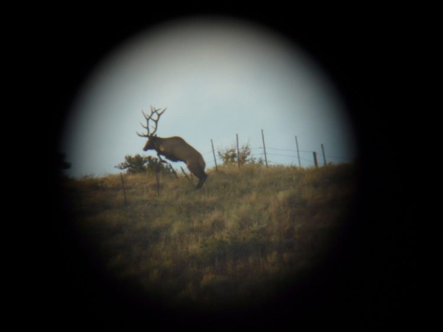 Dies betrifft die Zielerfassung auf weite Distanzen ebenso wie die Bewegungsjagd und die Drückjagd