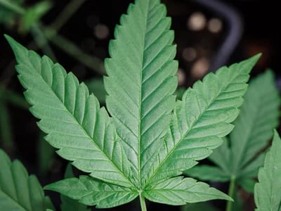 Neue Trends auf dem Markt – Cannabissamen kaufen legal in Deutschland