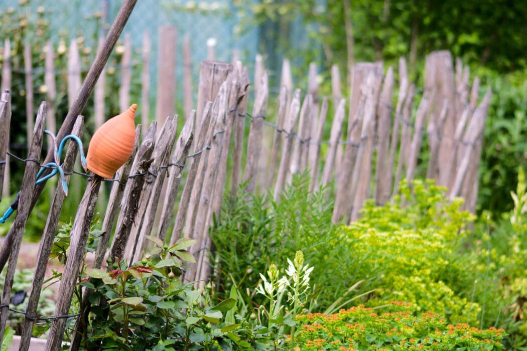 Der Garten-Blog Dschungel: Entdecke die wilden Seiten der Naturgestaltung