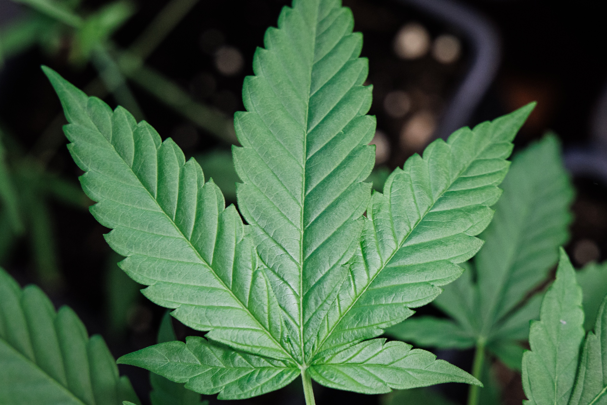 Neue Trends auf dem Markt – Cannabissamen kaufen legal in Deutschland